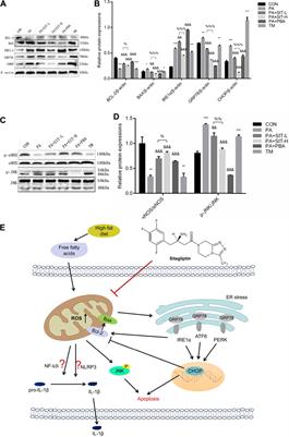 Sitagliptin Reduces Endothelial Dysfunction and Apoptosis Induced by High-Fat Diet and Palmitate in Thoracic Aortas and Endothelial Cells via ROS-ER Stress-CHOP Pathway